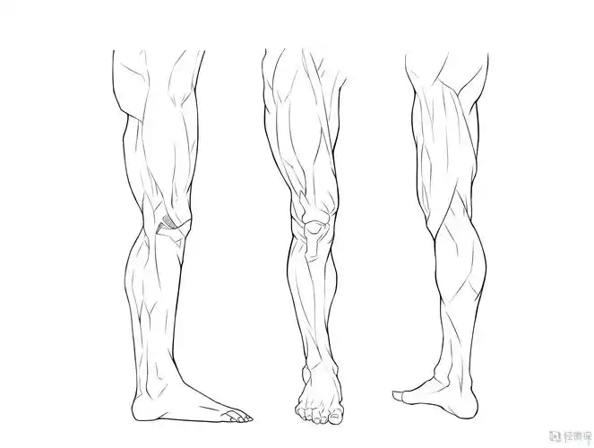 临摹腿—腿部人体肌肉结构入门训练