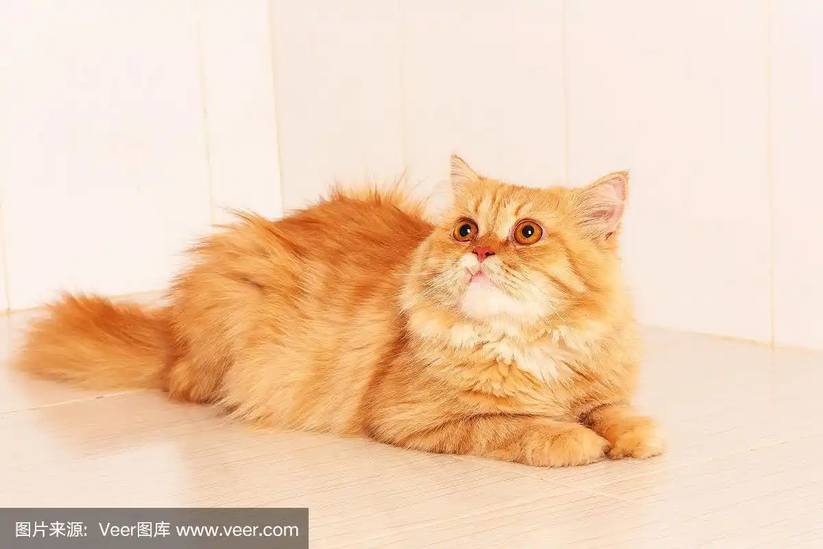可爱的橙色波斯猫