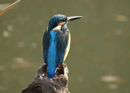 打鸟何须皆大炮 - 多种姿态的翡翠鸟