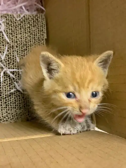 刚满月的小奶猫怎么养急