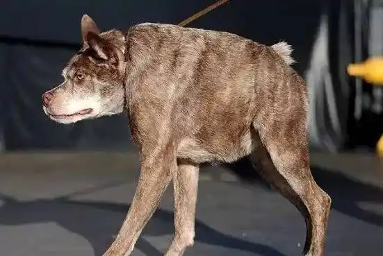 年"世界最丑狗"得主quasi modo,是头牛犬和荷兰牧羊犬的混血,天生畸形