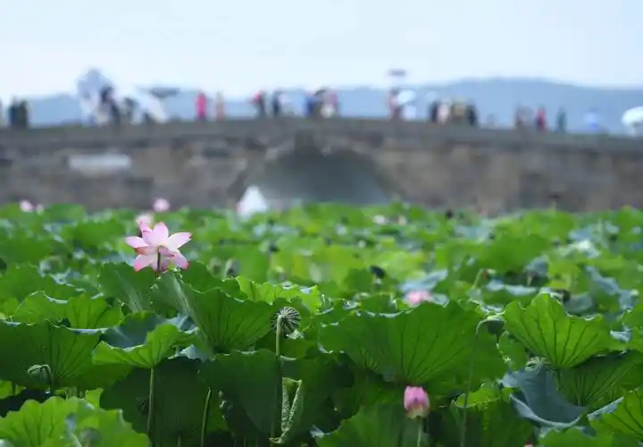 浙江杭州西湖荷花吸引游人_中新社_王刚