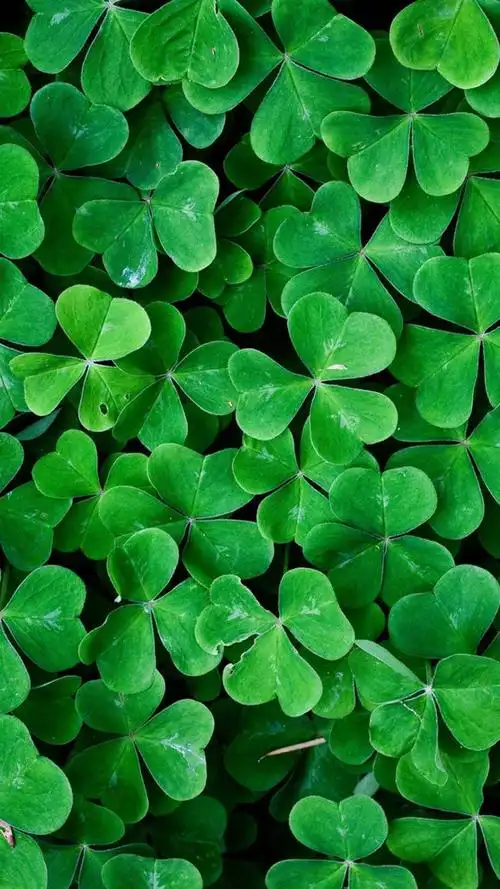 三叶草绿色护眼植物锁屏,高清图片,手机锁屏桌面-壁纸族
