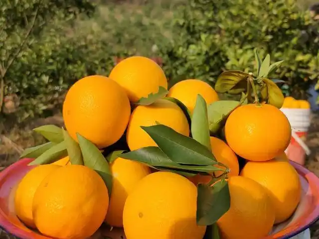 东安瑞芸农业发展有限公司100亩蜜香橙果园里,成片的橙子树上硕果累累