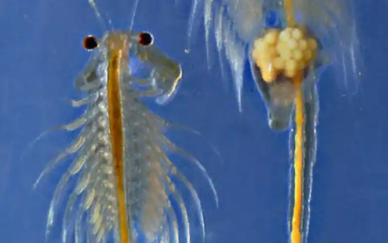 p>卤虫(brine shrimp)也称盐水 a>丰年虫 /a>.
