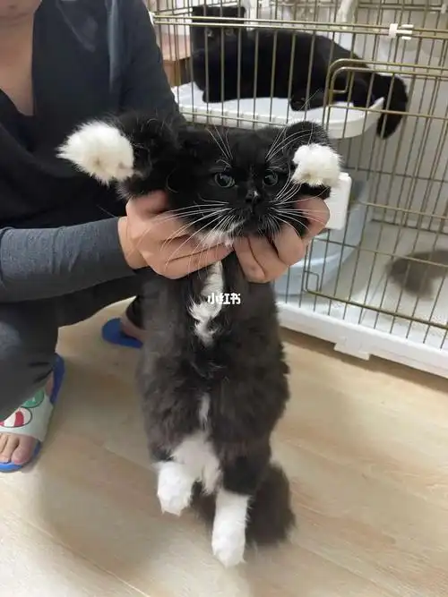 布偶和蓝猫的宝宝母猫健康活泼