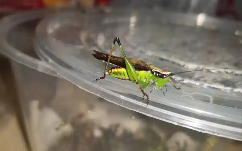 悦鸣草螽的叫声