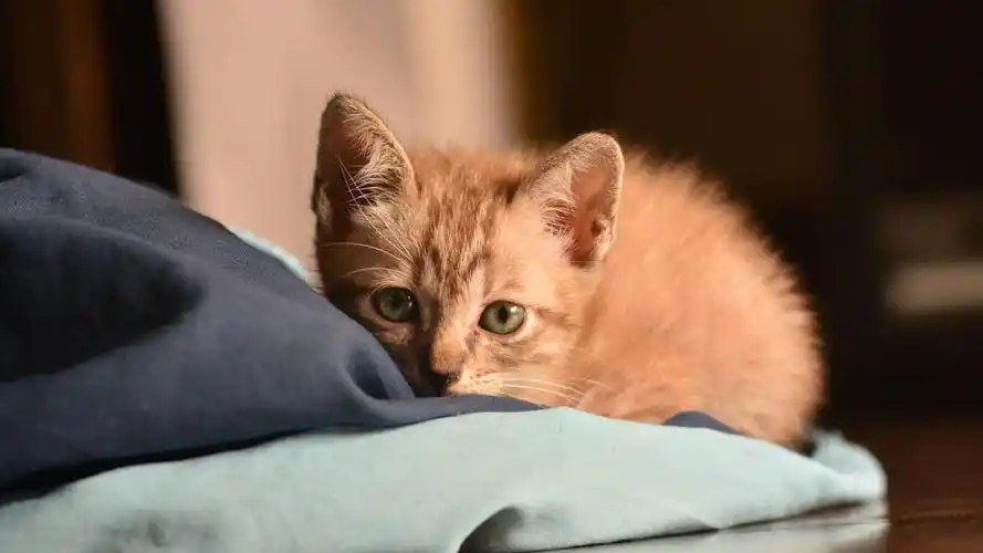 可爱萌宠猫咪高清桌面壁纸