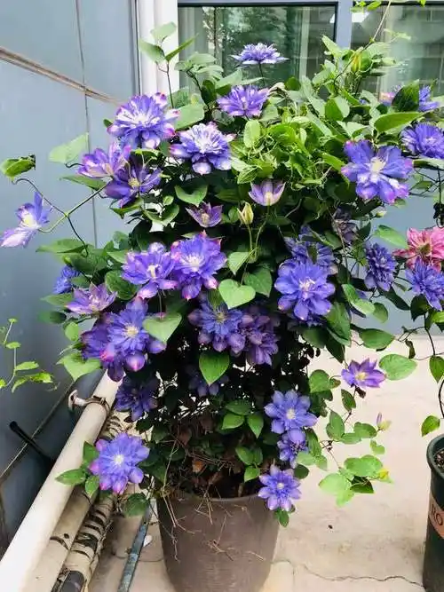 颜值很高的铁线莲蓝色风暴养护简单三季有花看你值得拥有