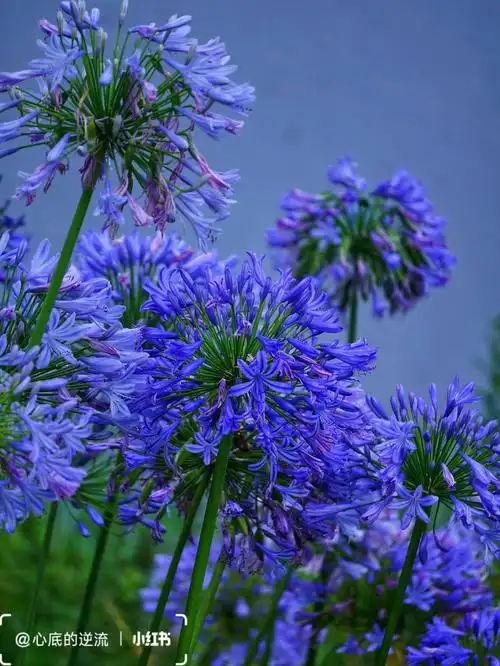 治愈系蓝色百子莲