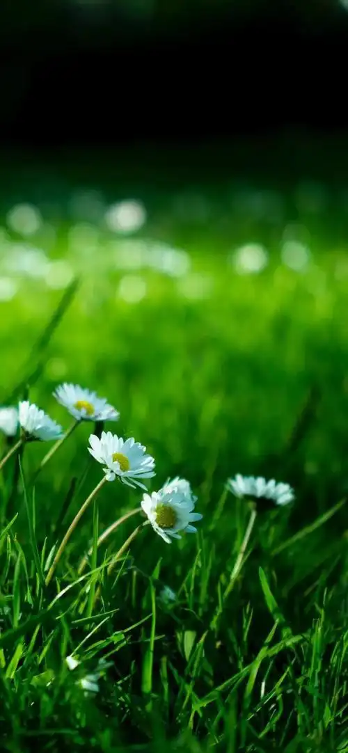 壁纸推荐绿色护眼绿意盎然清新唯美高清无水印