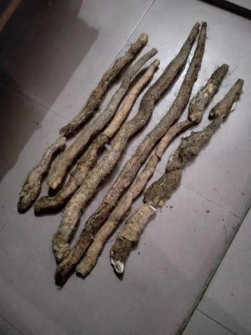 野生淮山和土茯苓是中药材,淮山不仅是药材,也是好食材,老板们 - 抖音