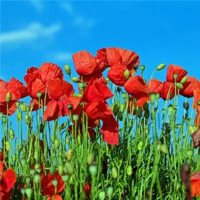 红色花朵头像个性唯美红色的罂粟花图片