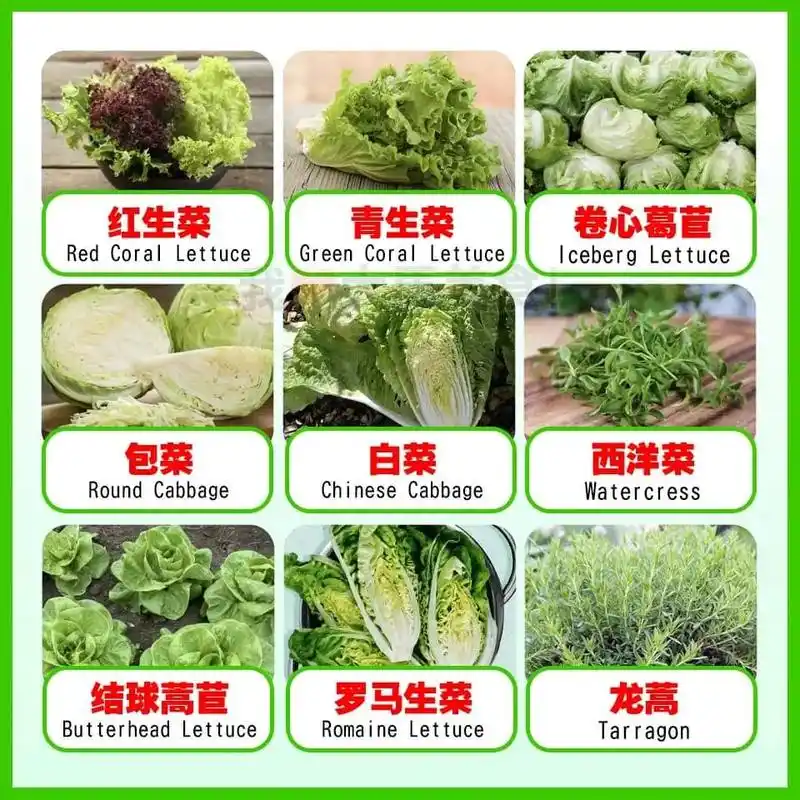 一次搞懂各种蔬菜的中英文名字06!  73 - 抖音