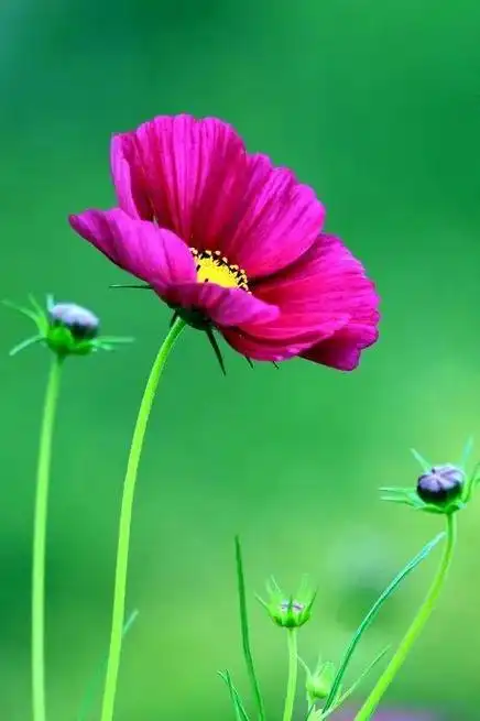 绿色背景图,绿色背景图卡通(护眼壁纸:绿色清新背景图)