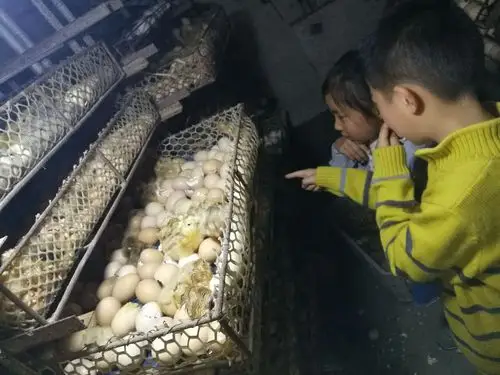 小鸡出壳——宿城区肖桥幼儿园大班科学活动