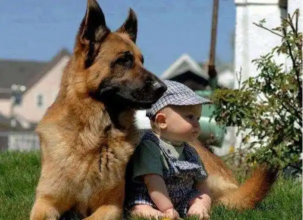 相信养狗的宠主都想要自己的狗狗对自己忠心耿耿吧,就好比这5种狗狗