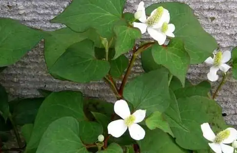 美味提免疫,很多人不懂吃_鱼腥草_辣子_先生