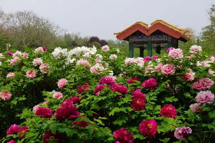 洛阳牡丹甲天下