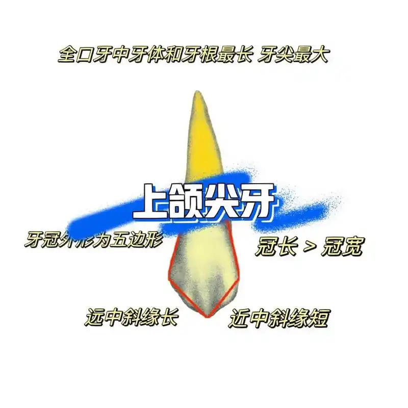 口解二 上颌尖牙 上颌尖牙位于口角处,介于切牙和前磨牙之间～牙冠由
