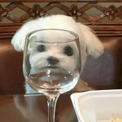 几张可爱沙雕的小动物微信头像