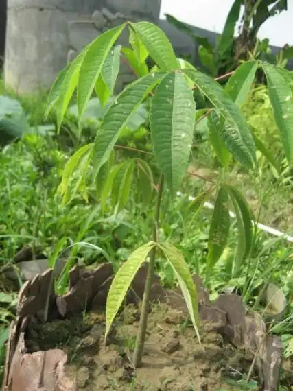 吴生贤木棉树苗