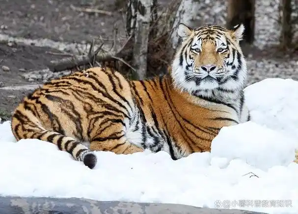 老虎一旦灭绝了,后果到底有多严重?新疆的教训不能忘