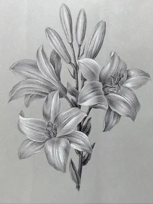 素描百合花以及一些作画步骤