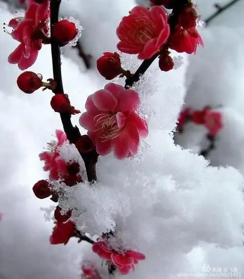 冰雪难遮傲放枝,紫华含笑报春时. 梅花