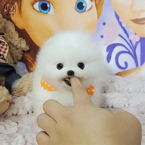 茶杯狗好养吗,茶杯犬好养吗?优缺点有哪些(畸形审美——"茶杯犬")