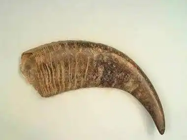 犀牛角,清热解毒,凉血定惊