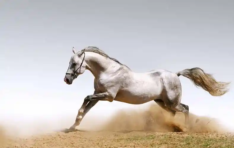 漂亮_马_图片素材