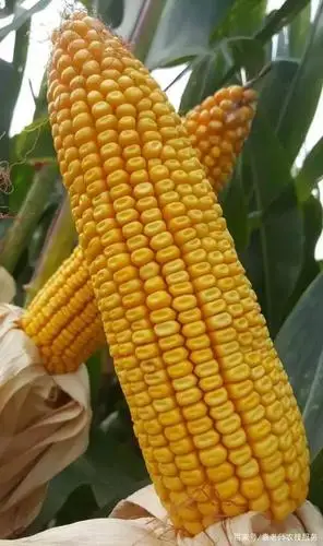 亩产在2000斤以上,这三个玉米新品种,春播夏播均可以