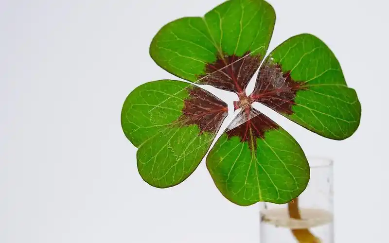 还有一种意义是,四片叶子分别代表希望,信心,爱,幸运倘若能够拥有这