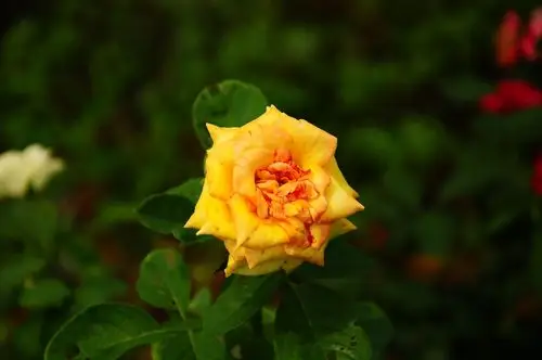 小景随拍!白色,红色的花朵为何没有粉色,黄色的花拍出有层次感呢?