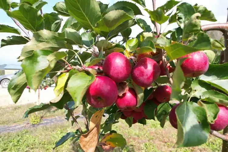 培育种植的果树种类繁多,有李子,鸡心果,龙丰果,蓝靛果,桑葚,寒地樱桃