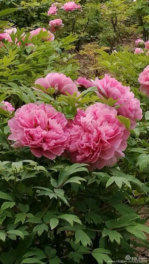 西安牡丹苑@2017.04.08