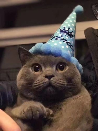 纯正全蓝色纯种纯物猫 蓝猫短毛猫 cfa血统英短带证血统猫预定