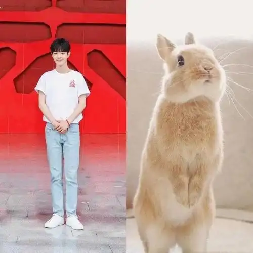 肖战小兔子照片