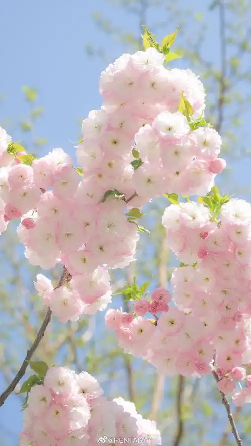 壁纸 花 桌面 690_1227 竖版 竖屏 手机