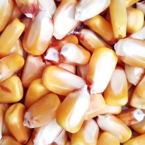 矮大棒沈玉21大田种植杂交玉米种子基地高产大穗抗病国审玉米矮大棒沈