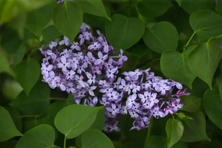 p data-id="tzb3otokcvdz">紫丁香( i>syringa oblata /i> lindl.