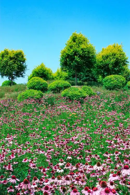 北京七孔桥花海