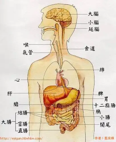 认识人体最大的消化腺肝脏及各位置图片