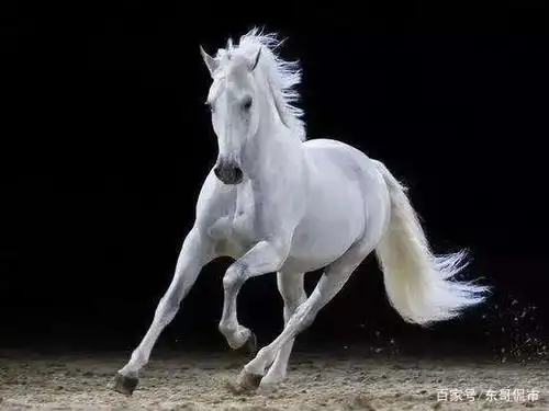 茅台们不调整,市场不见底,等待高位消费白马调整后的机会