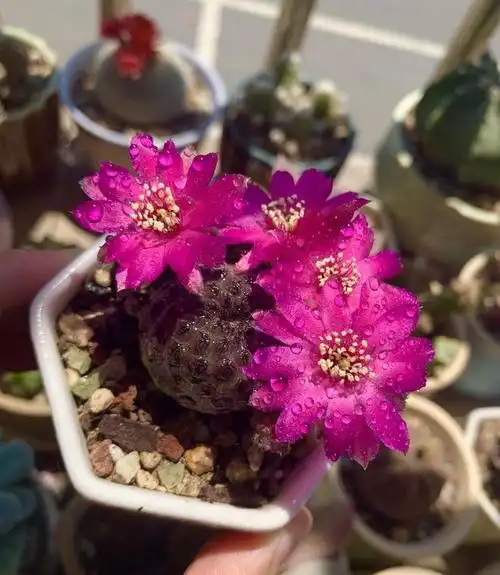 奇特植物志—仙人球"紫丽丸 ",球体像荔枝,还会开出亮的花朵