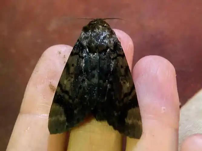 苎麻夜蛾arctecoerula