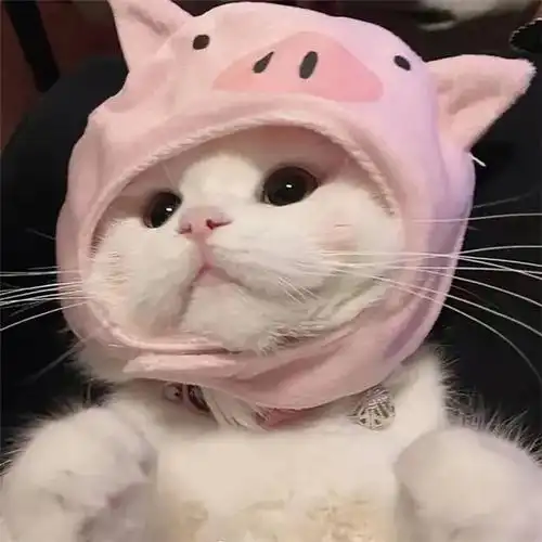 干净唯美可爱萌猫咪治愈系头像图片_动物头像_头像屋