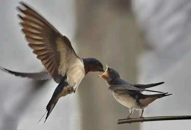 双飞燕——资料照片