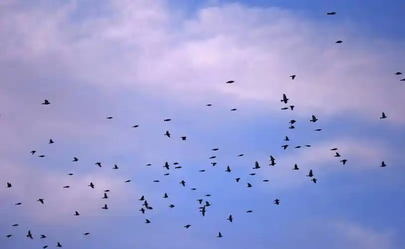 壮观万只燕雀连续五天聚集天桥岭林区